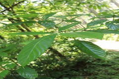 Villebrunea integrifolia